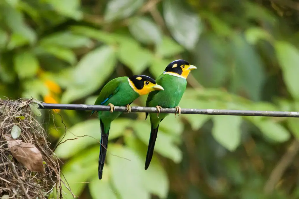 Bird Watching