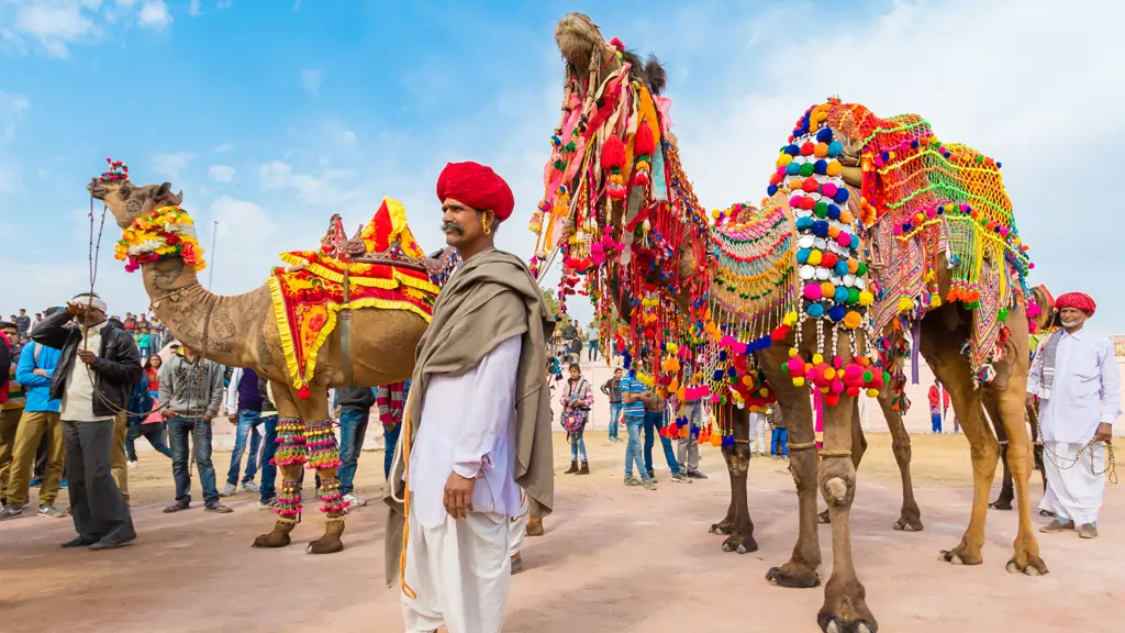 Desert Camel Ride