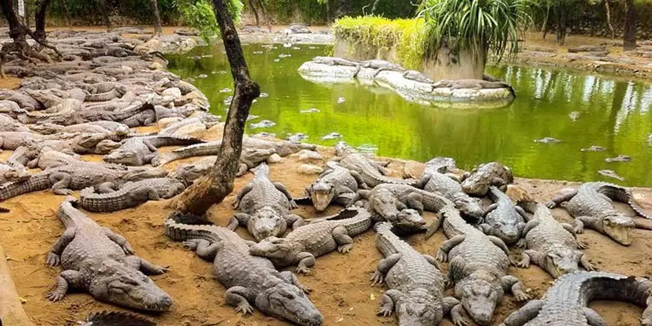 Crocodile Bank