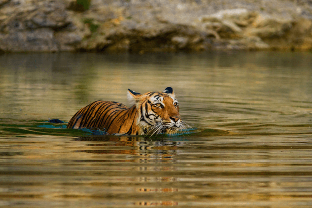 Ranthambore National Park