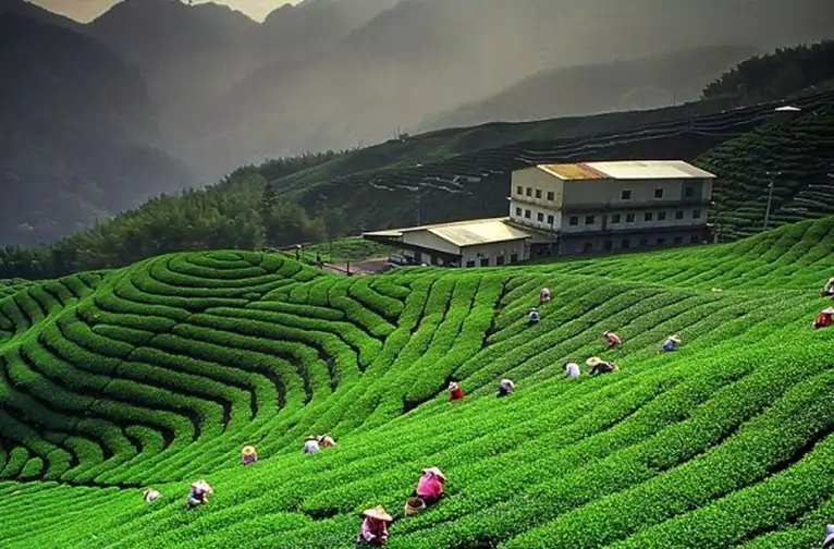 Tea Garden Walks