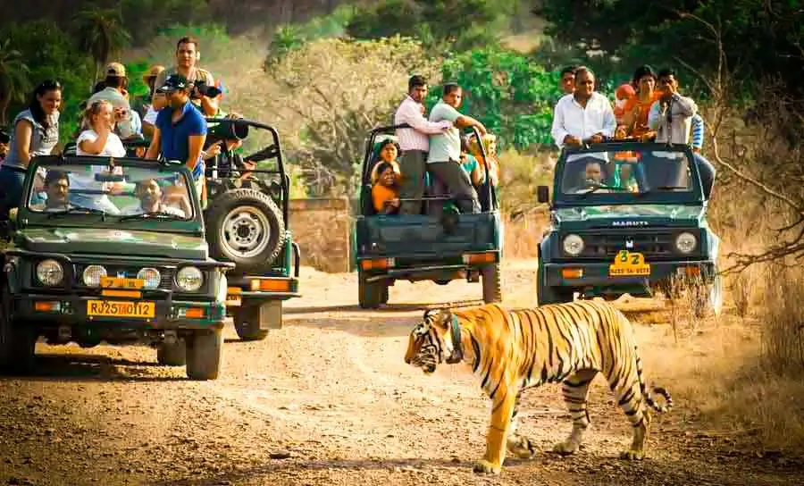 Tiger Safari