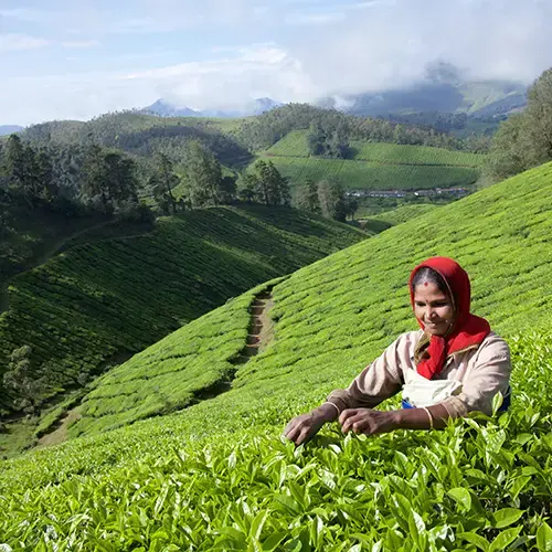 Tea Plantations 